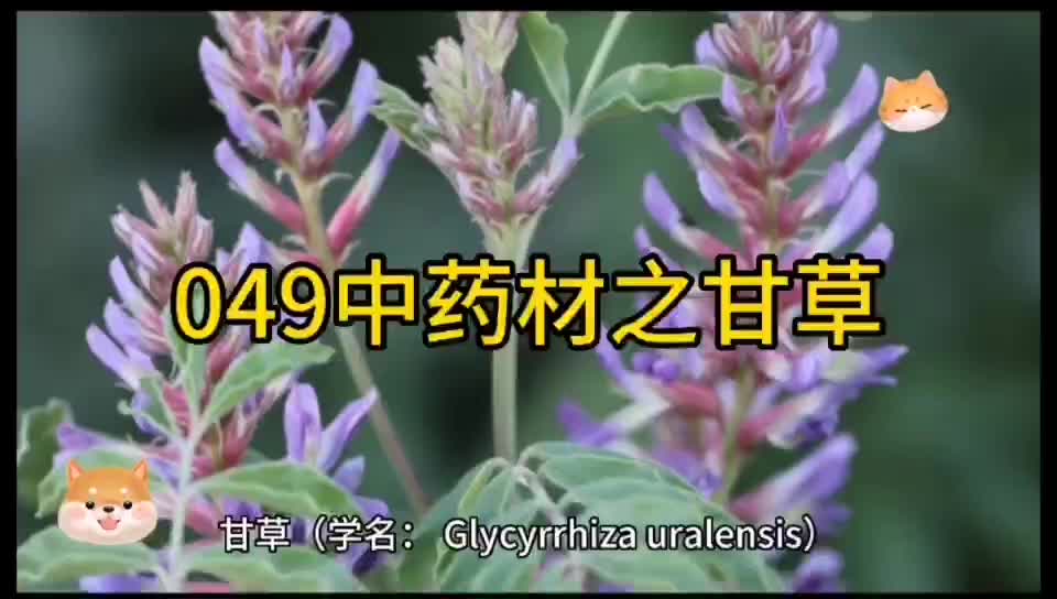 049中药材知识分享之甘草哔哩哔哩bilibili