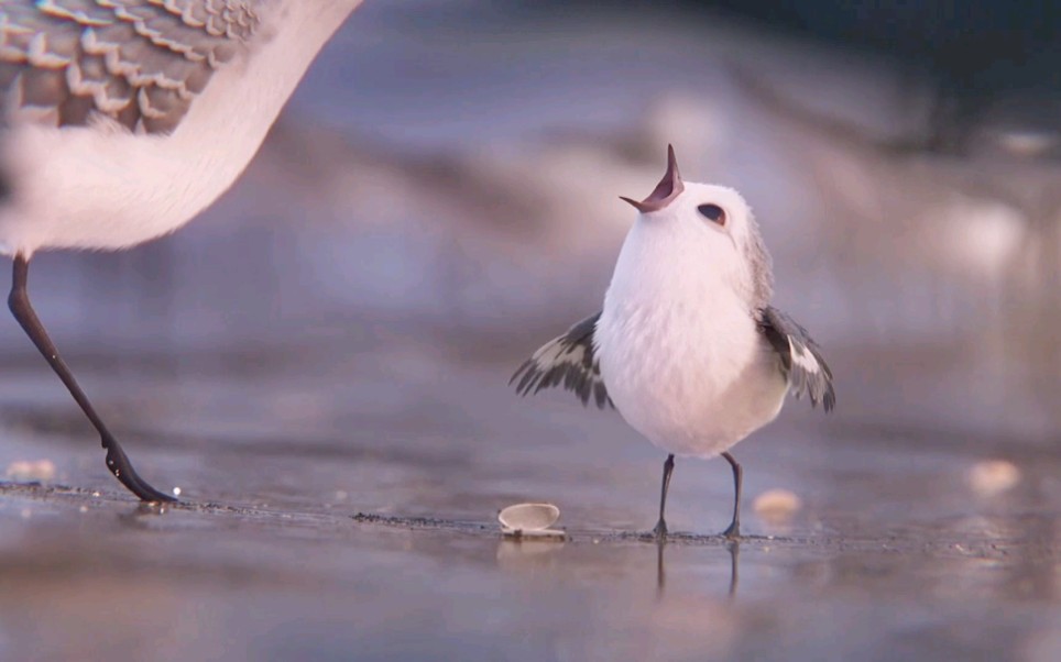 【鹬】猛男必看的超治愈系动画短片,无水印