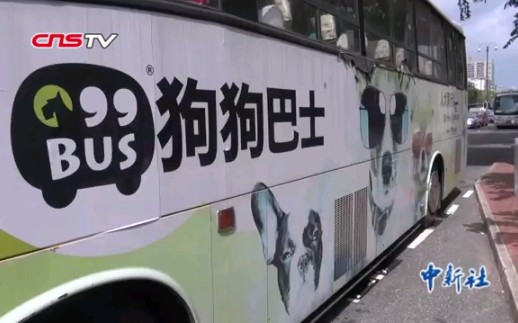 香港的“狗狗巴士” / Hong Kong's dogbus ＂99Bus HK＂哔哩哔哩bilibili