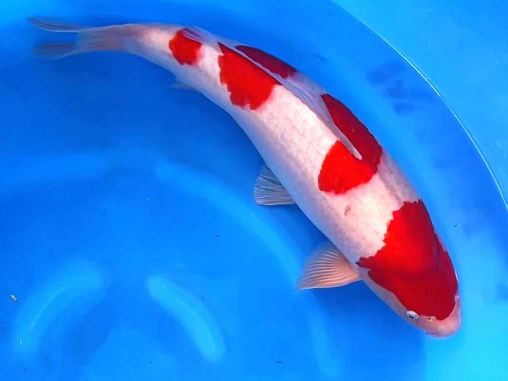 阪井四段红白锦鲤,雄两岁五十二公分观赏鱼.