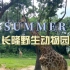 看完视频你就很想去的广州长隆野生动物园～