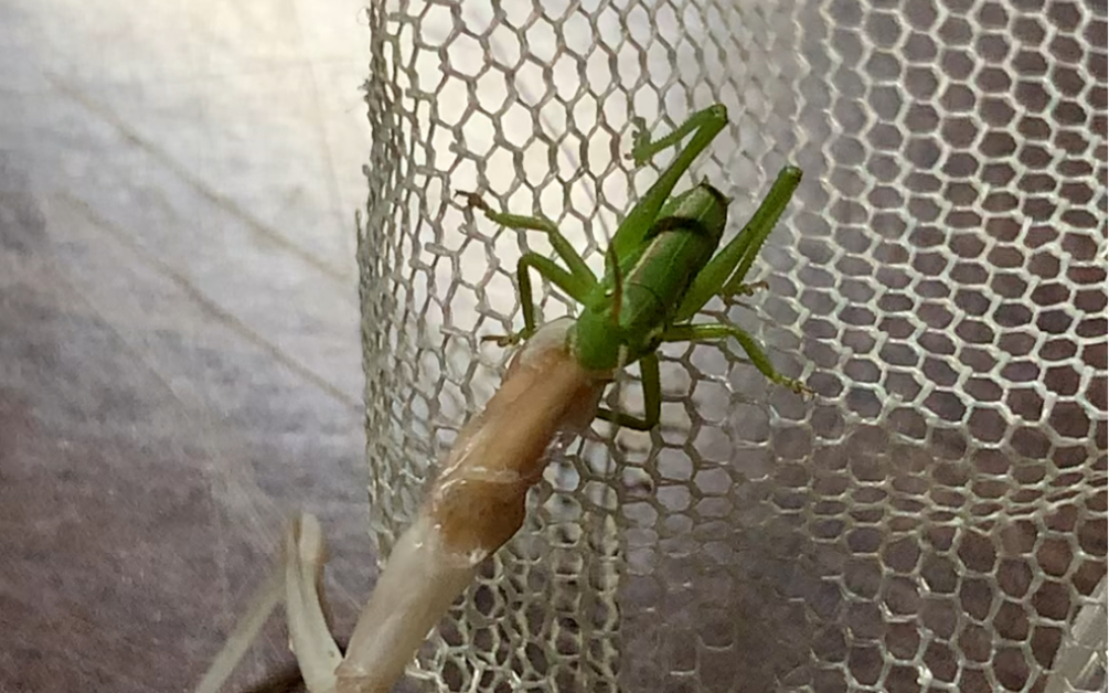 刚孵化的小蝈蝈