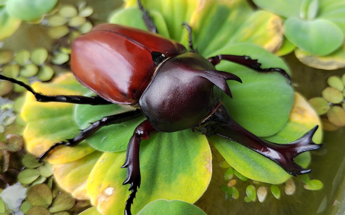 独角仙羽化全过程影像记录 61 die transformation des lebens.