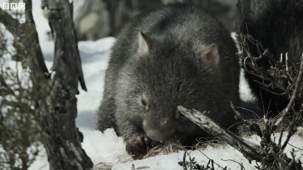 BBC地球:幼崽系列 小袋熊第一次寻找食物 Cute Baby Wombat finds some Food | BBC Earth 萌宠幼崽巡游记哔哩哔哩bilibili