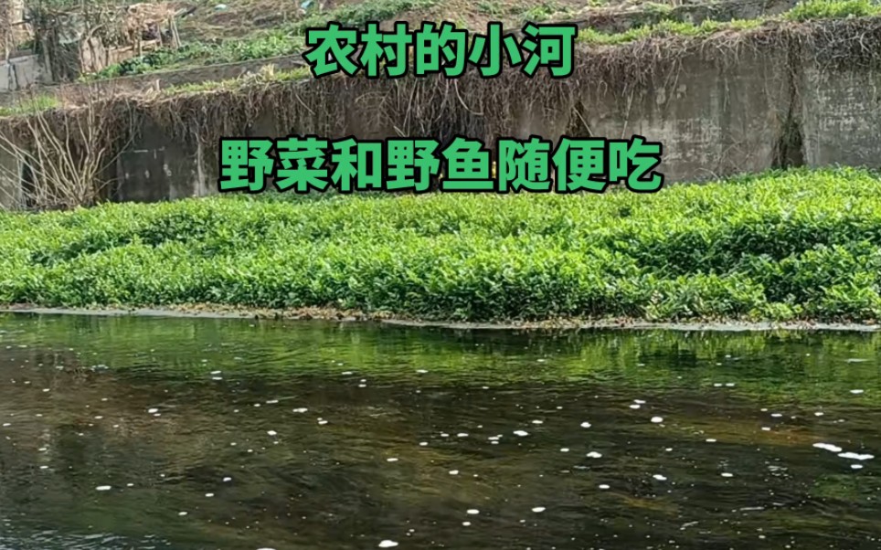 [图]农村的河里野菜和野鱼随便吃，环境好人活得久，住城里压力大压抑