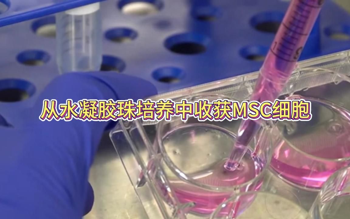 从3D 水凝胶珠培养中收获 MSC (间充质细胞) 细胞(视频用于学术交流,如有侵权,联系既删)哔哩哔哩bilibili