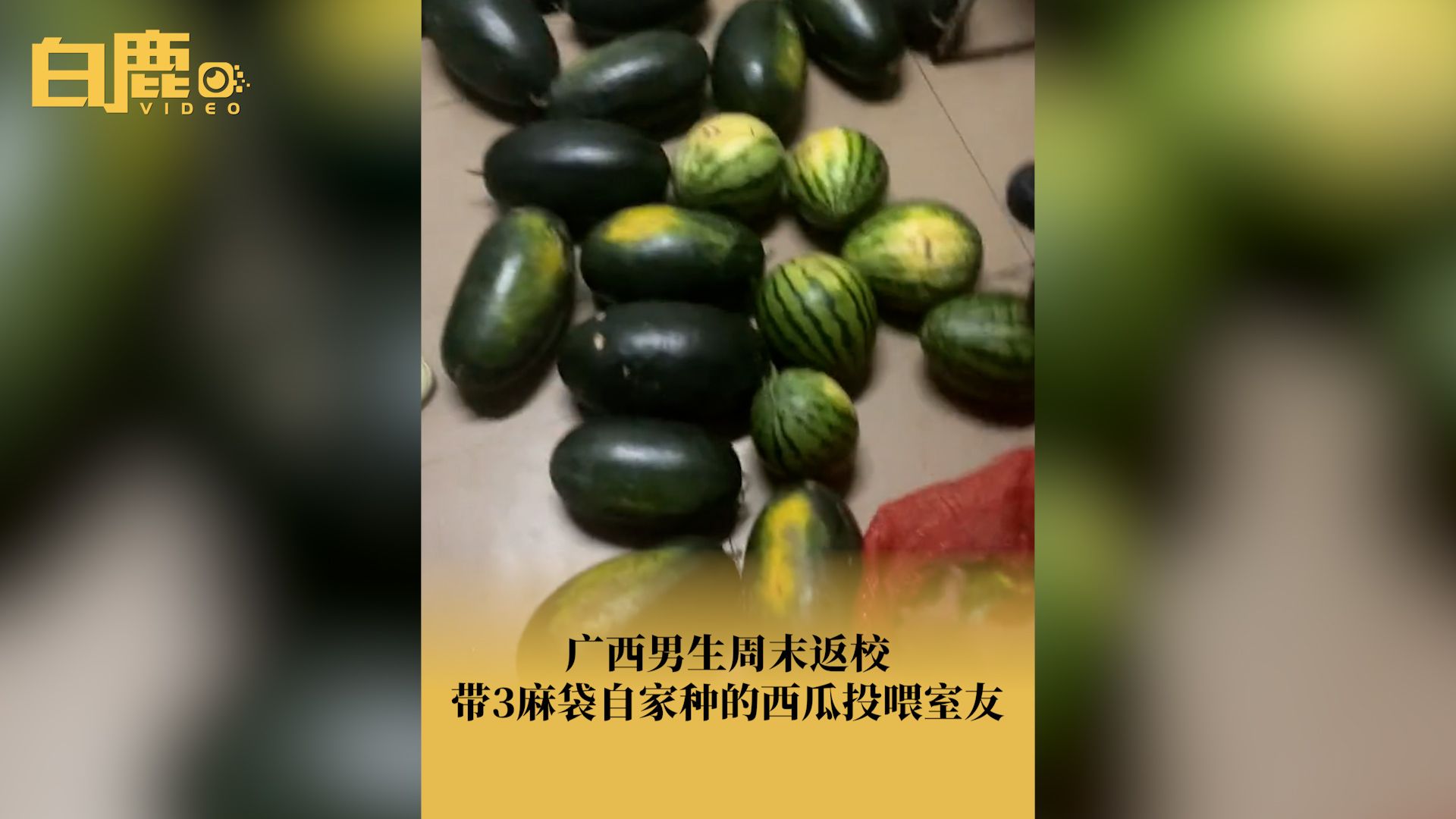 广西男生返校给室友带3麻袋西瓜