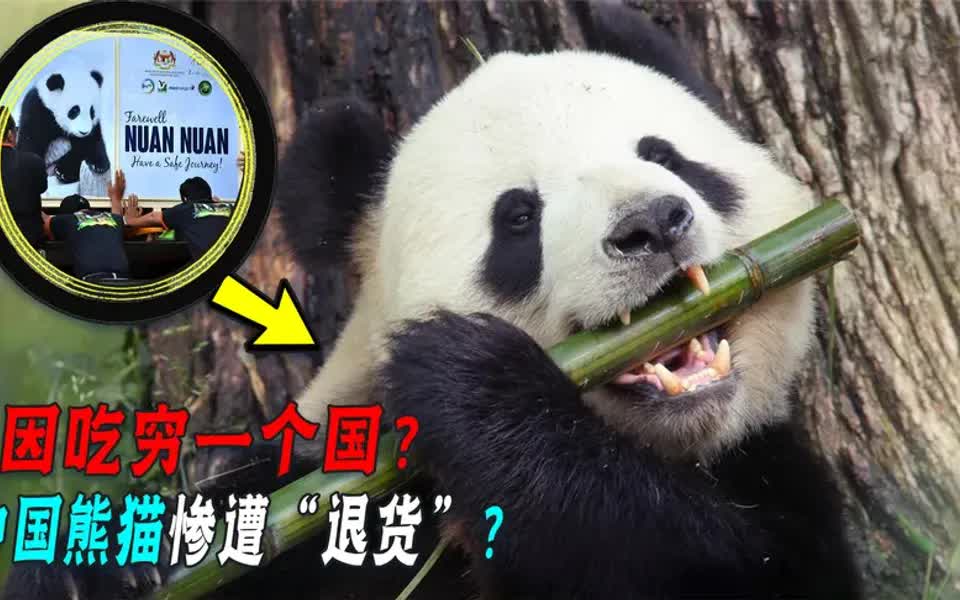 创收34亿的中国熊猫,为啥含泪遭国外“退货”!它对老外做了啥?哔哩哔哩bilibili