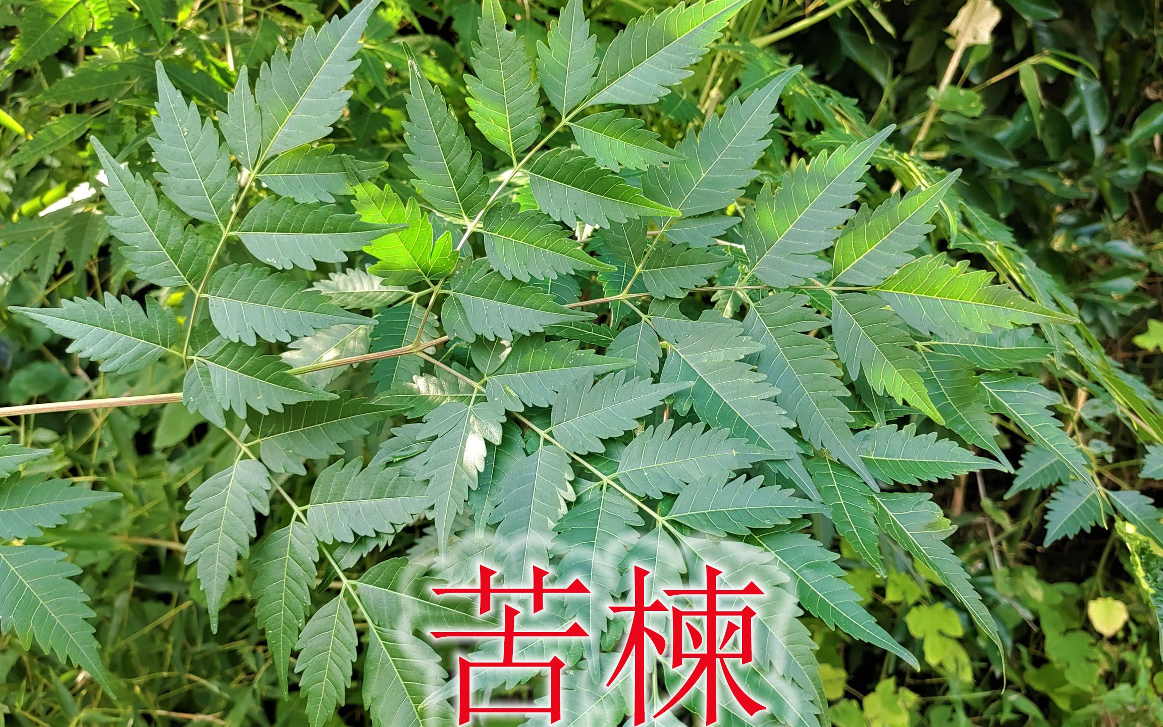 奇葩植物苦楝是个宝,花果根皮叶都有毒,农村人不懂常砍掉哔哩哔哩bilibili