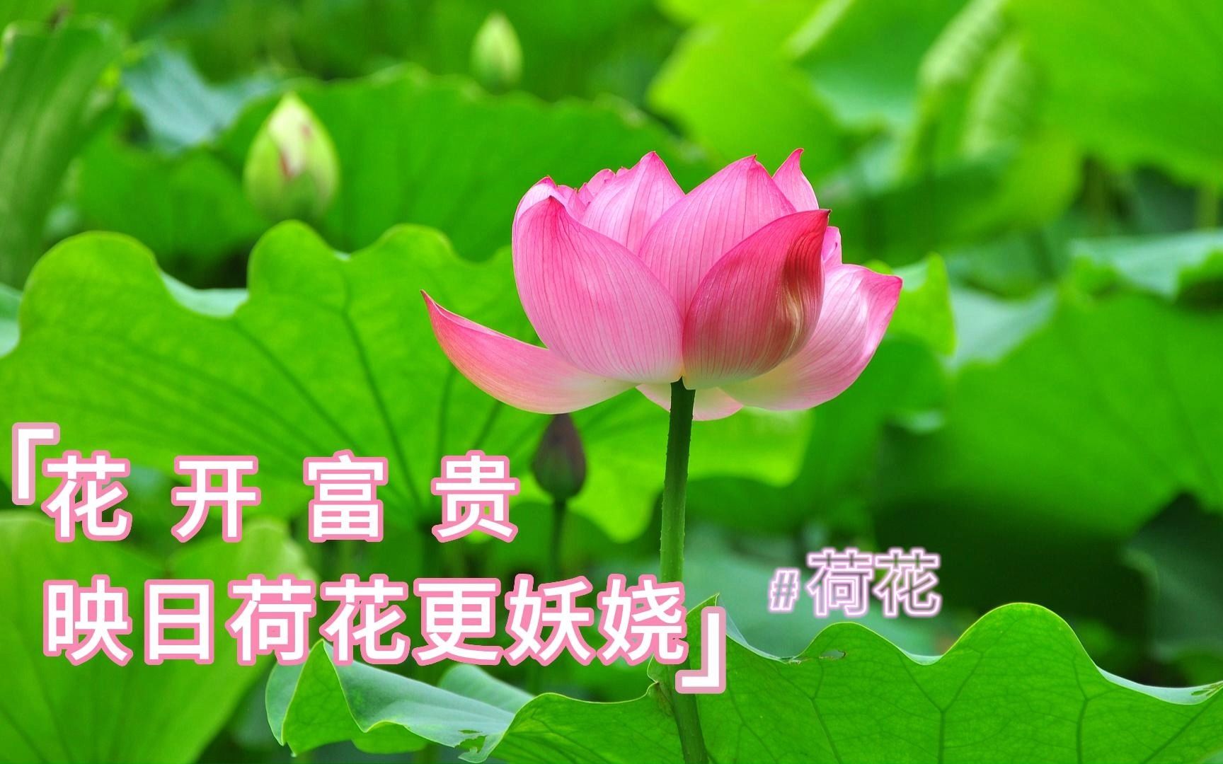 花开富贵,映日荷花更妖娆(荷花篇)