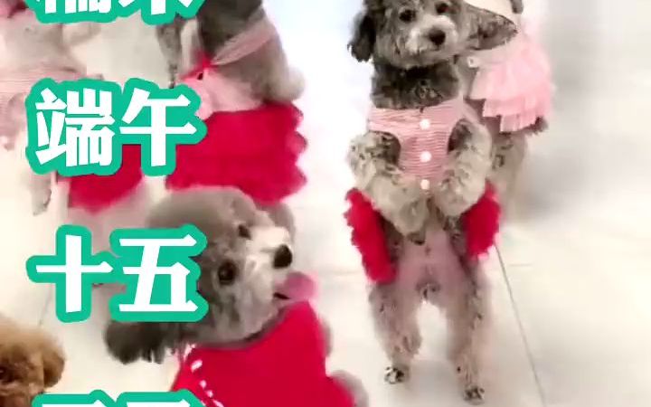 不同年龄段的人给狗狗取名字#家有萌犬 #狗狗故事哔哩哔哩bilibili