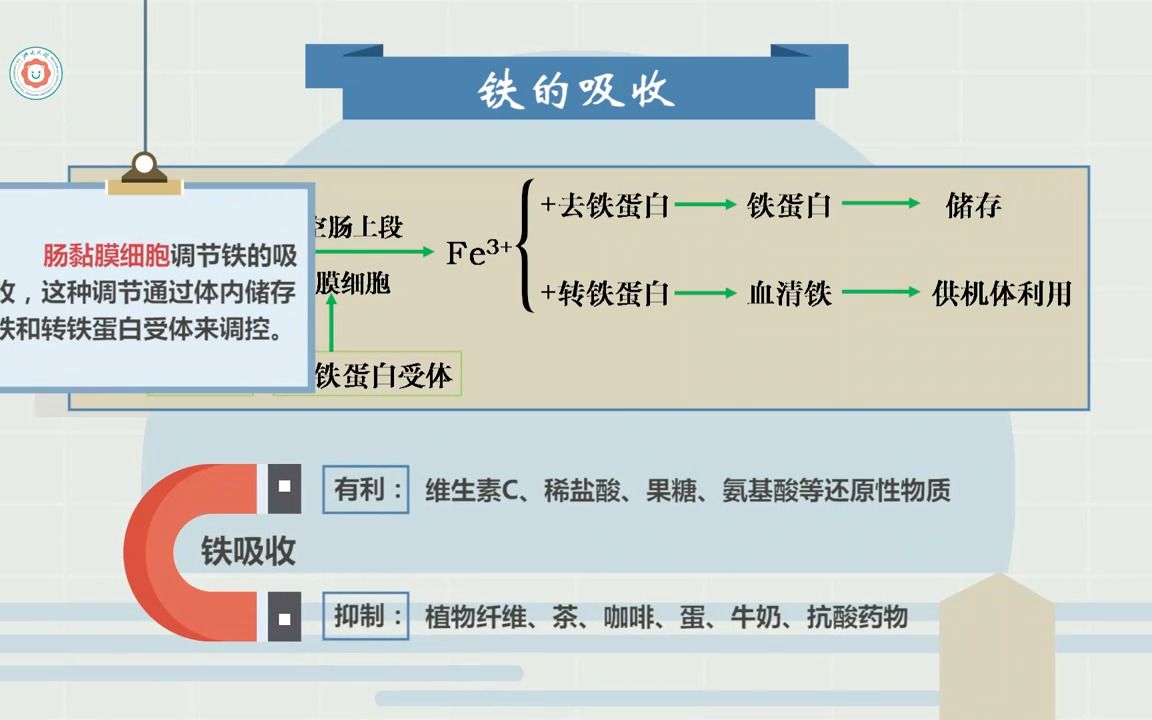 铁在体内的代谢过程图图片