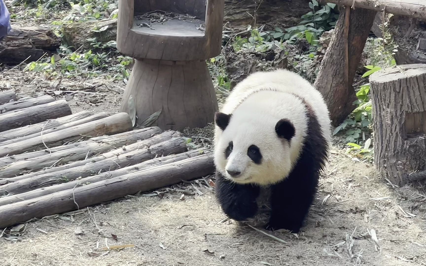 【大熊猫和花】1月拍的花花站起来到谭爷爷肚脐,现在是不是长高了?