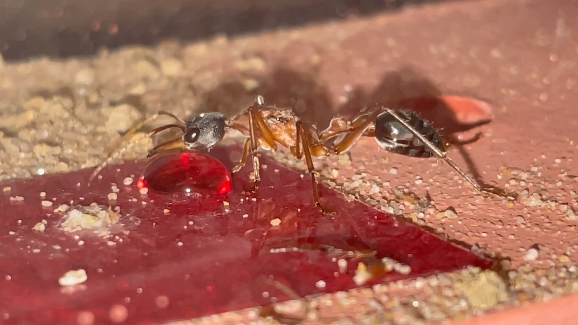 黑头牛蚁喝蜂蜜水