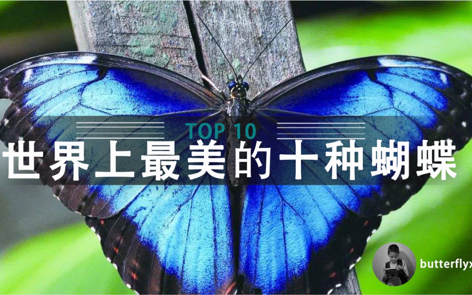 十大最美的蝴蝶名字图片