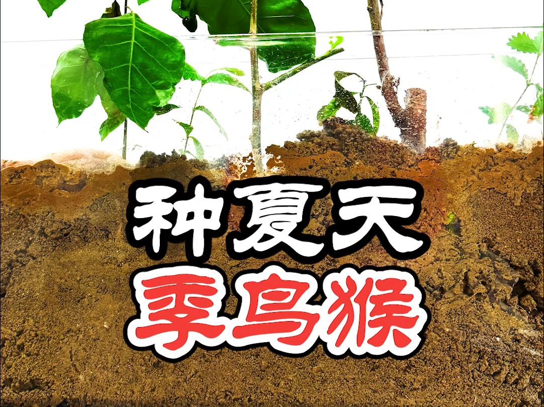 【少科ⷨ‰丛日记】"种"季鸟猴哔哩哔哩bilibili