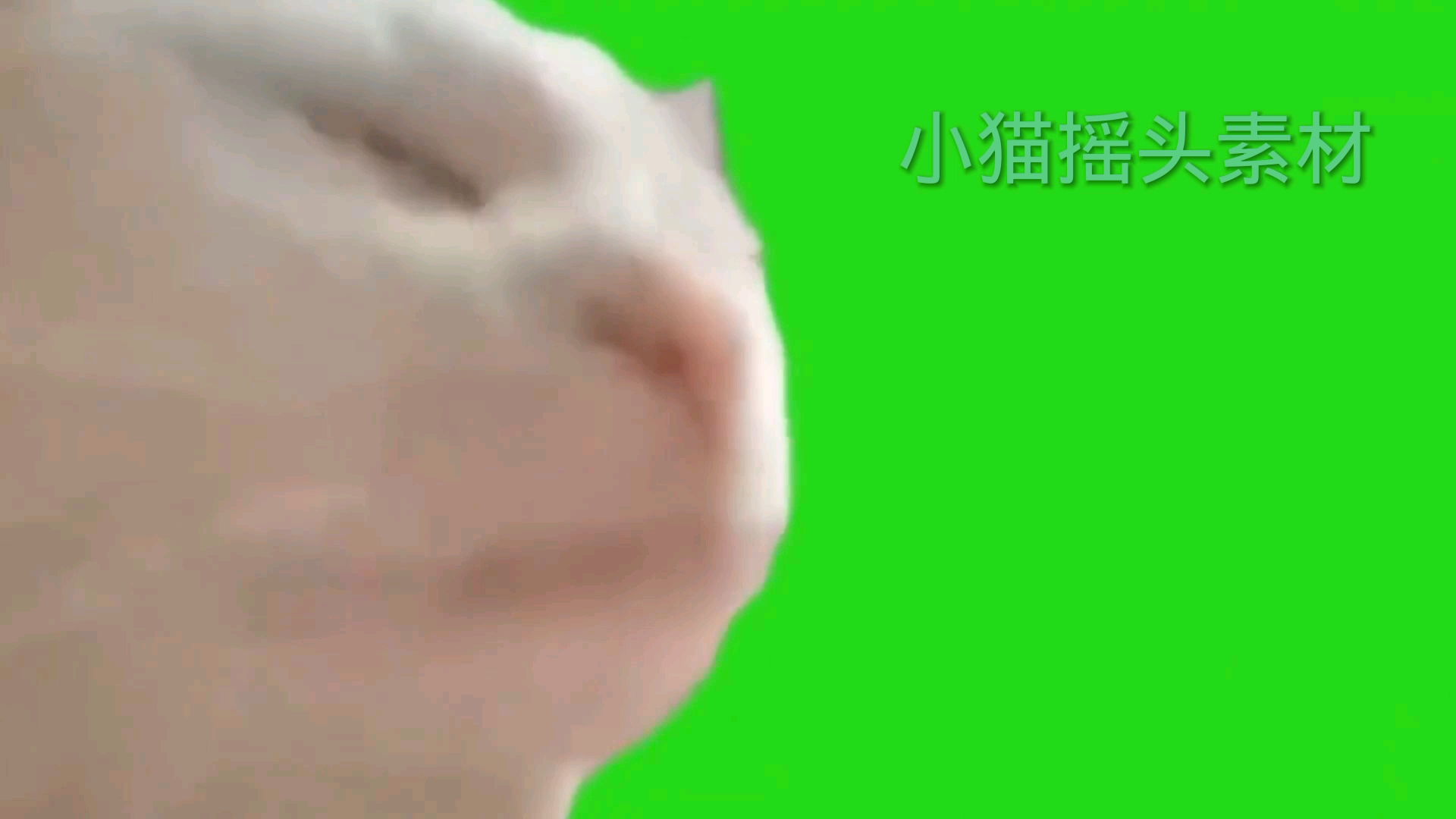 小猫摇头素材(可转载和保存)哔哩哔哩bilibili