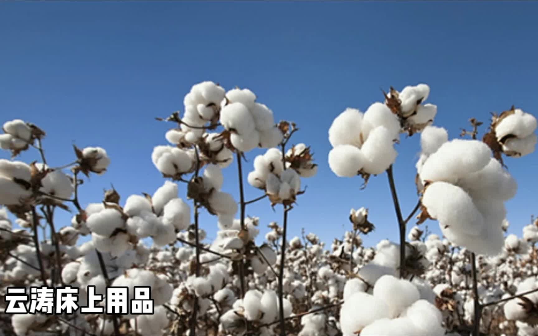 云涛床上用品 新疆棉花被柔软舒适,睡觉的时候仿佛是睡在云朵之中