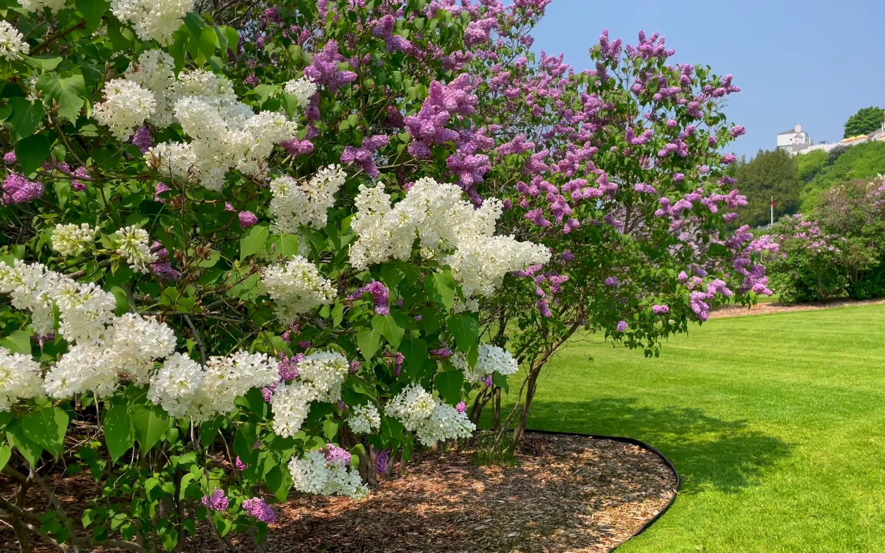 徒步:2023 年麥基諾島丁香花節 這些你見過的最大的丁香花!4k