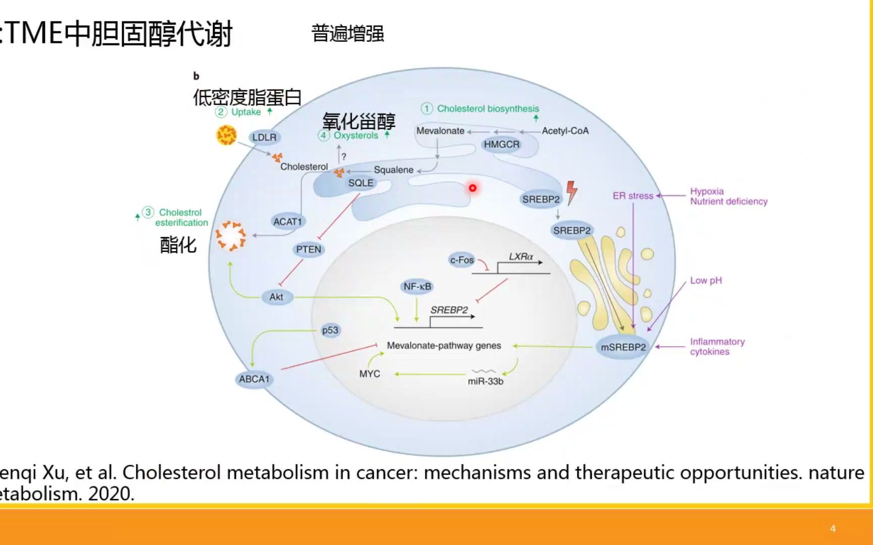 铁死亡02cd36调控cd8t细胞的机制