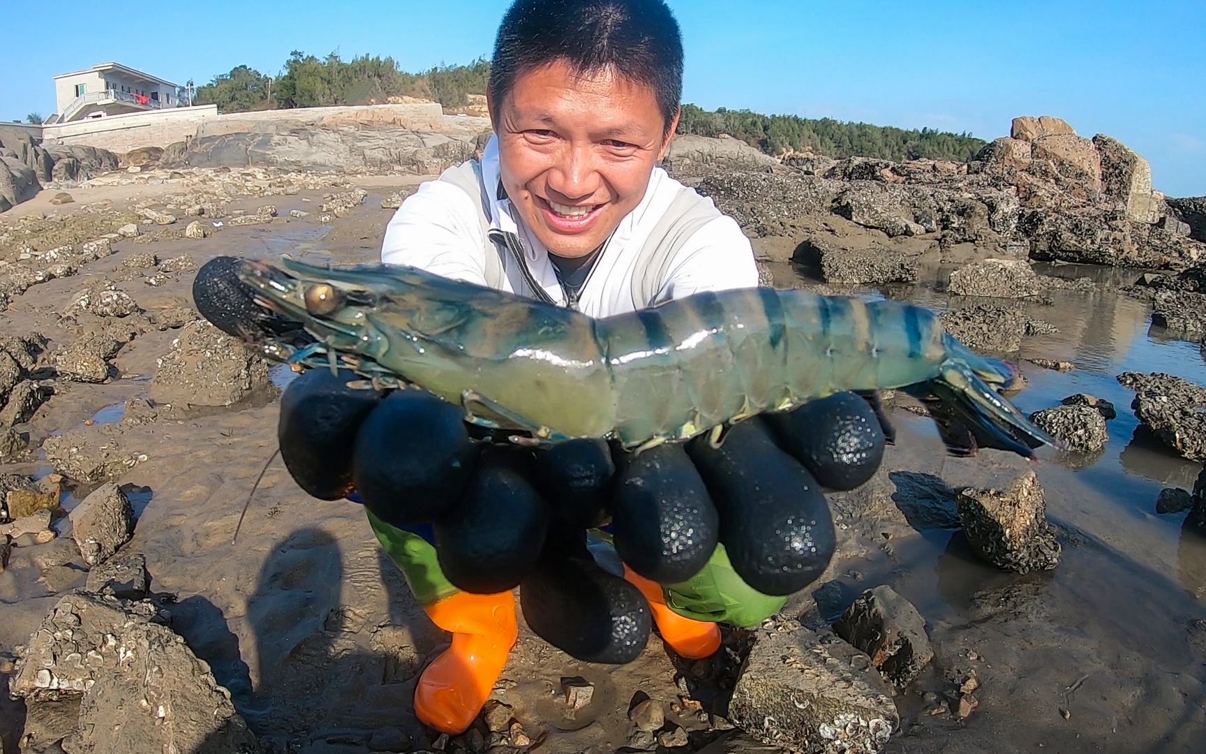 中国最大的虾图片