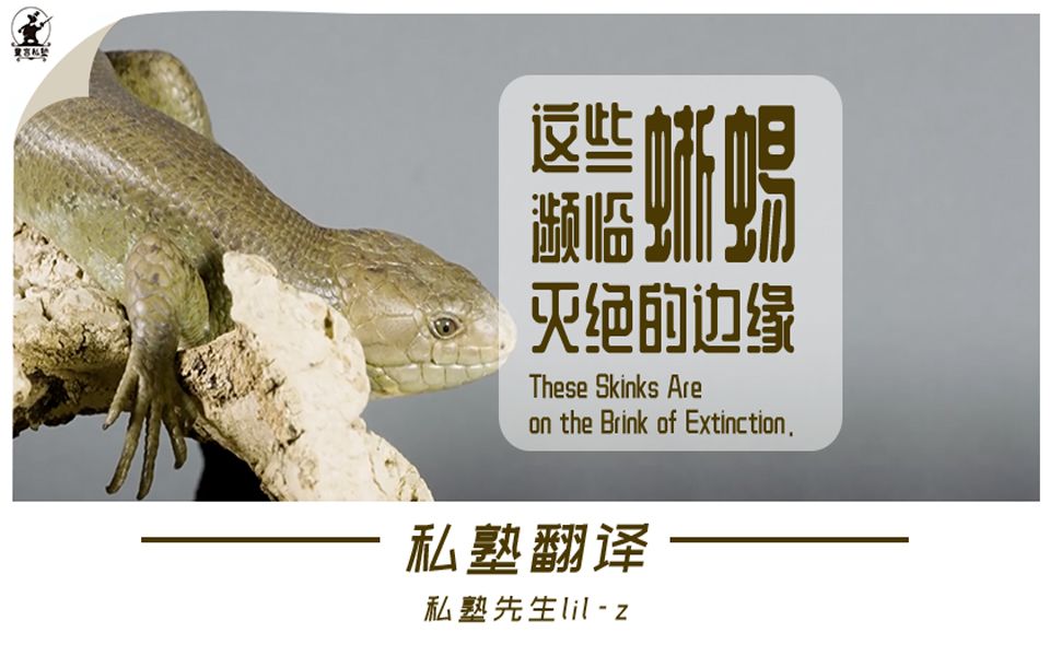 [图]私塾翻译 | 这些蜥蜴濒临灭绝的边缘 These Skinks Are on the Brink of Extinction - lil-z独立自翻中英双语字幕