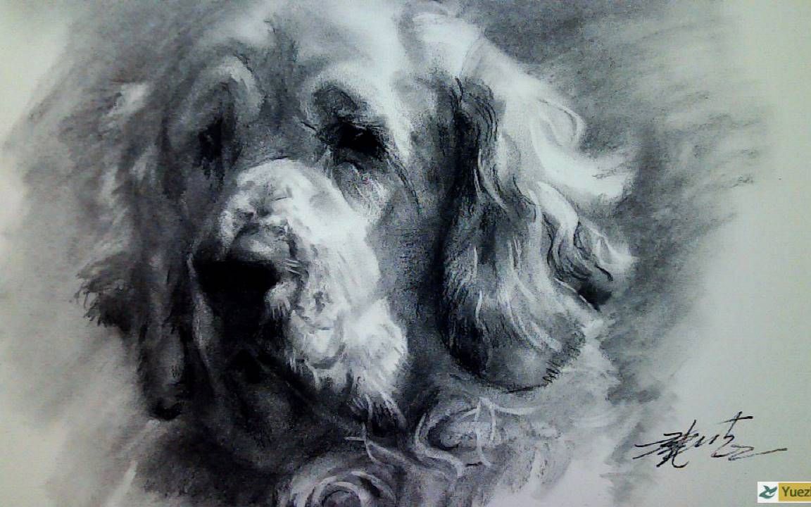 活动作品如何用木炭条和炭笔画动物素描第28篇