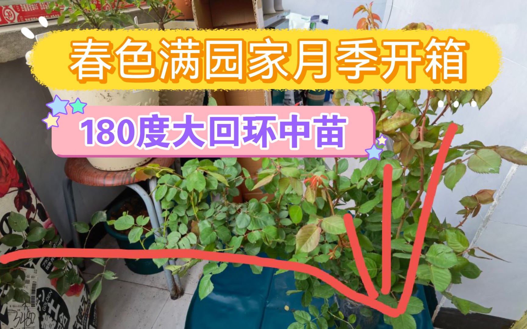 春色满园家月季开箱180度长枝大回环奥利维亚月季中苗#佩皮皮的种花日记#哔哩哔哩bilibili