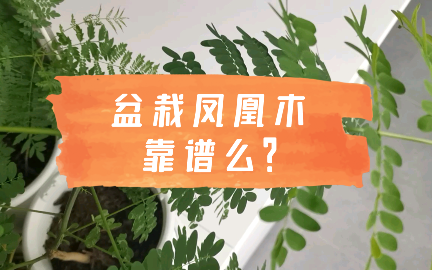 北方花友你不要太疯癫|盆栽凤凰木和蓝花楹,你想什么呢?哔哩哔哩bilibili