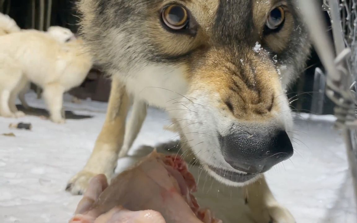 [图]公狼：不护食？这辈子都不可能！