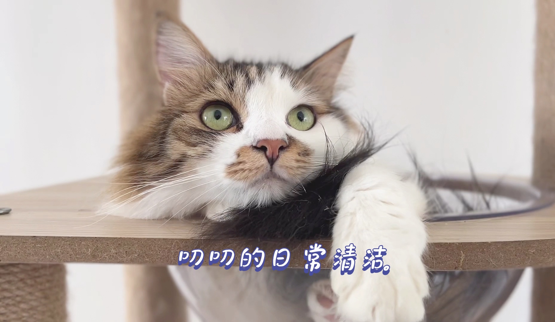 叨叨的日常清洁.