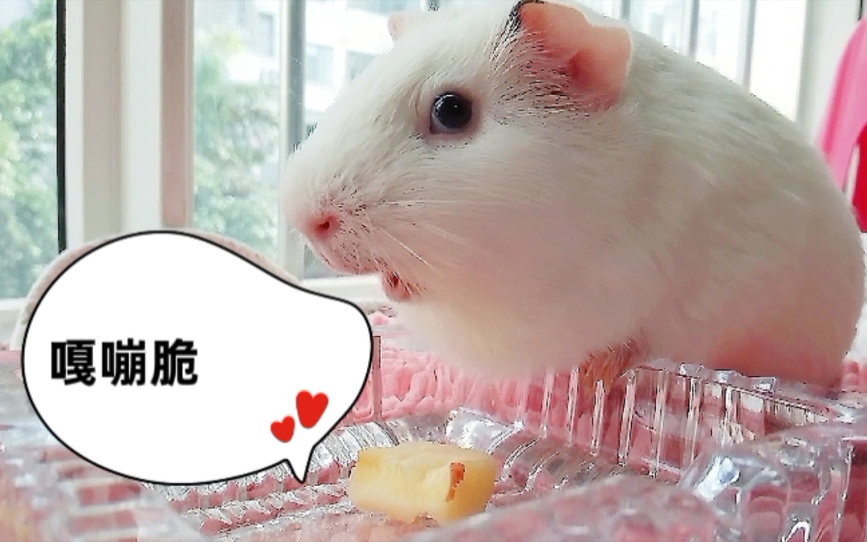 活动作品荷兰猪听猪吃苹果的声音