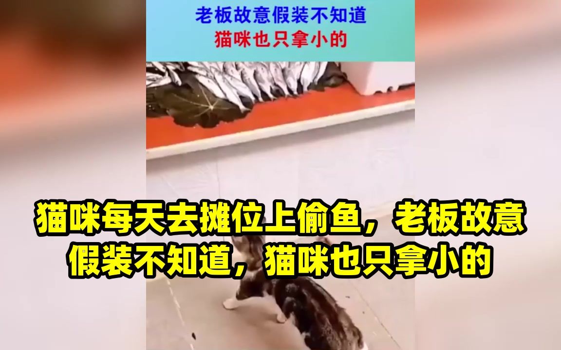 猫咪每天去摊位上偷鱼,老板故意假装不知道,猫咪也只拿小的哔哩哔哩bilibili