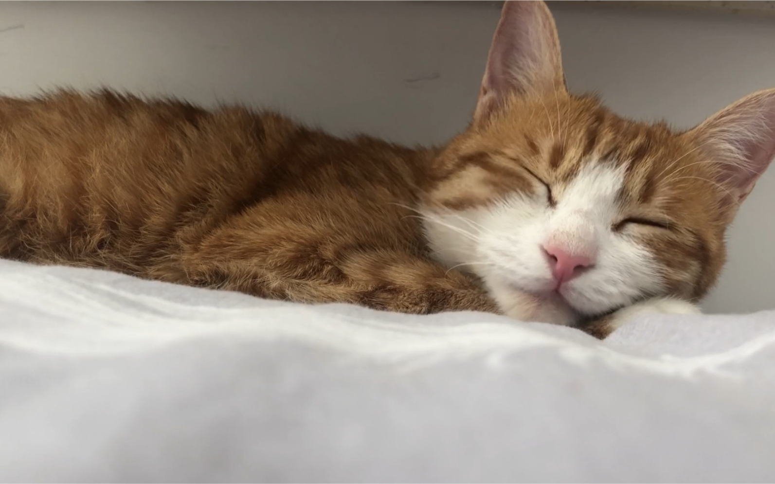 活动作品有一只小猫咪陪你睡觉是什么体验