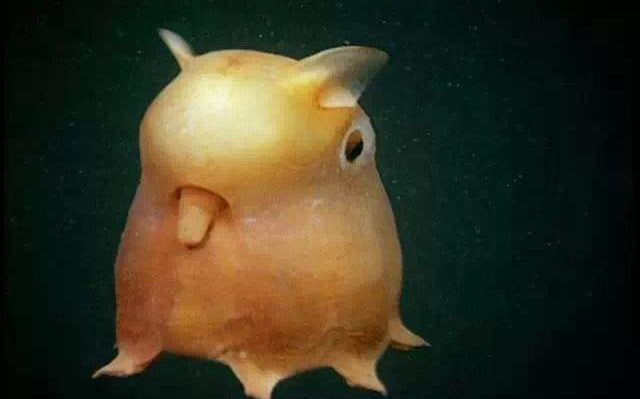 烙饼章鱼萌萌哒这大概是世界上最可爱的章鱼了