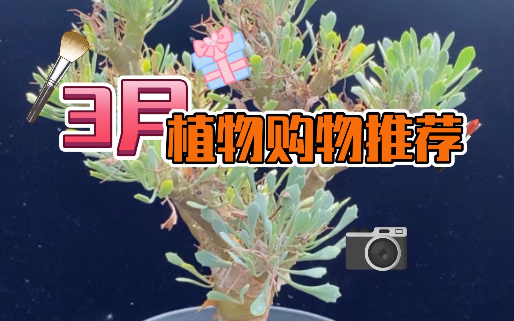 第311弹:3月植物购物平台分享以及植物大推荐哔哩哔哩bilibili