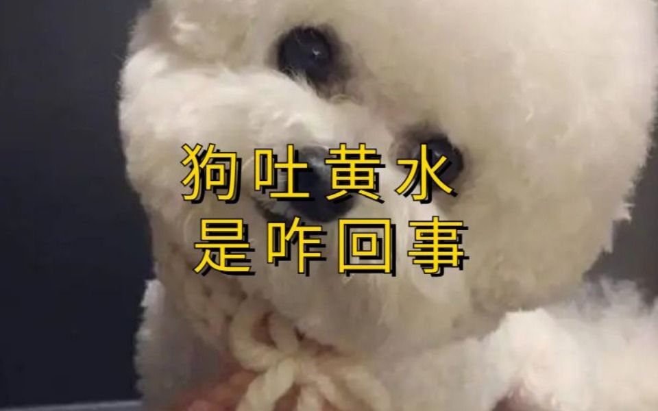 狗吐黄水 是咋回事哔哩哔哩bilibili