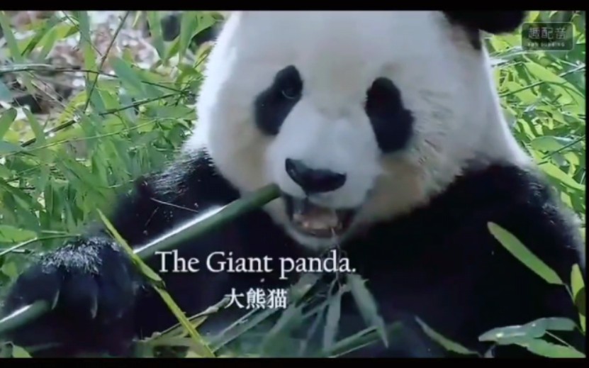 [图]讲好中国文化之 The Giant Panda 大熊猫