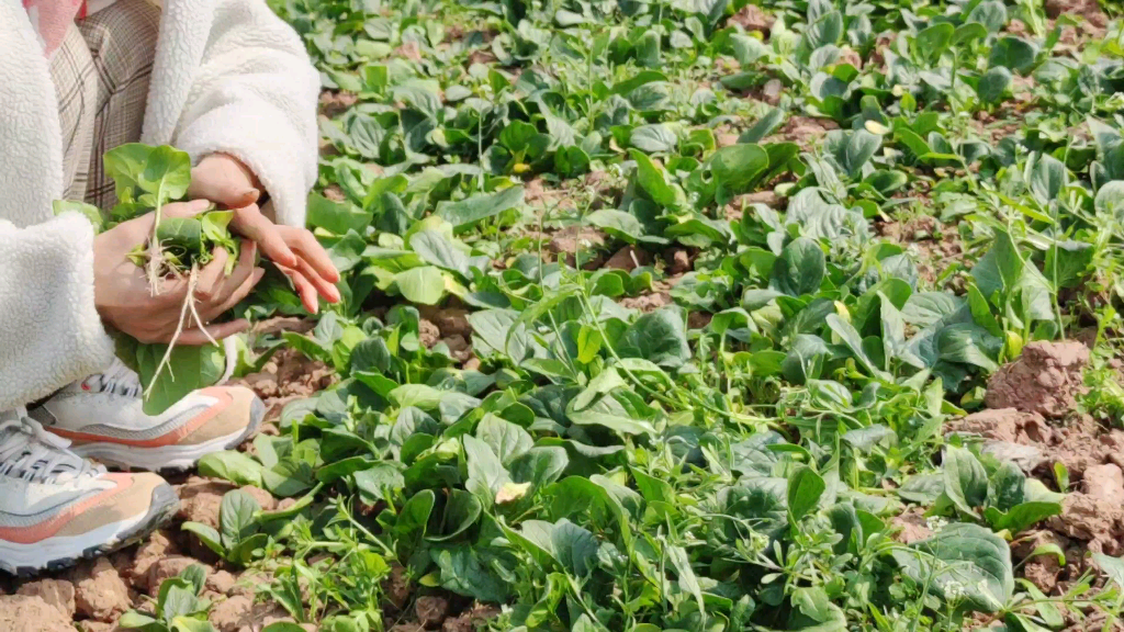 摘菜的下午,乡村摆拍女孩