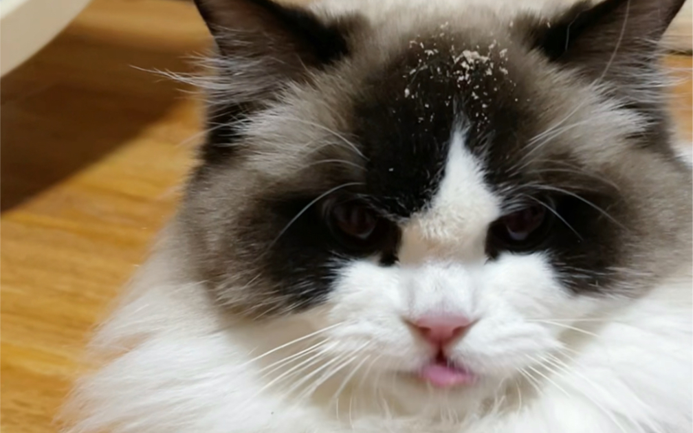 一个总把"犯罪"证据留在脸上的傻瓜猫.