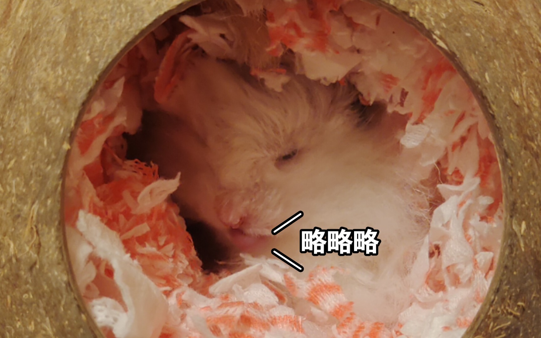 【实验】将一只小熊撸到快乐拉粑粑是什么感受?