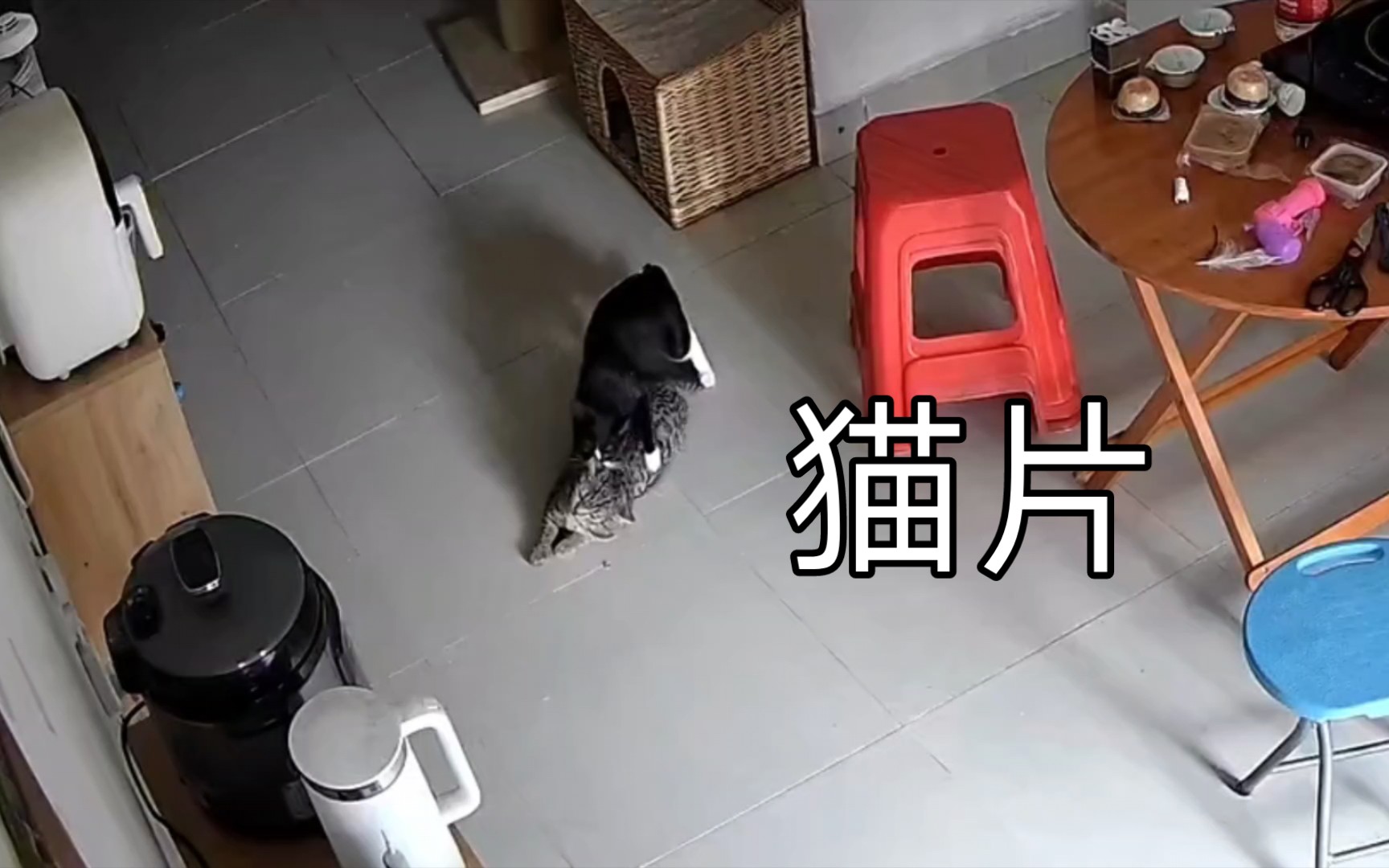 [图]监控下的猫片，奶牛猫把狸花猫上了