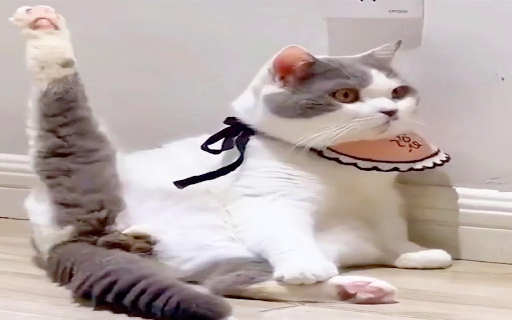 猫咪蹬腿搞笑锦集,动作和音乐同步进行,笑到没力气了