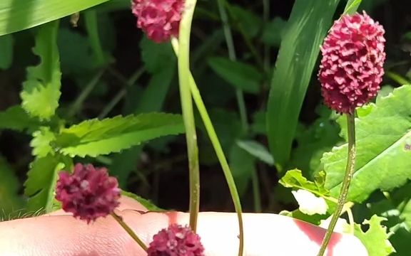 植物科普地榆薔薇科地榆屬多年生草本植物