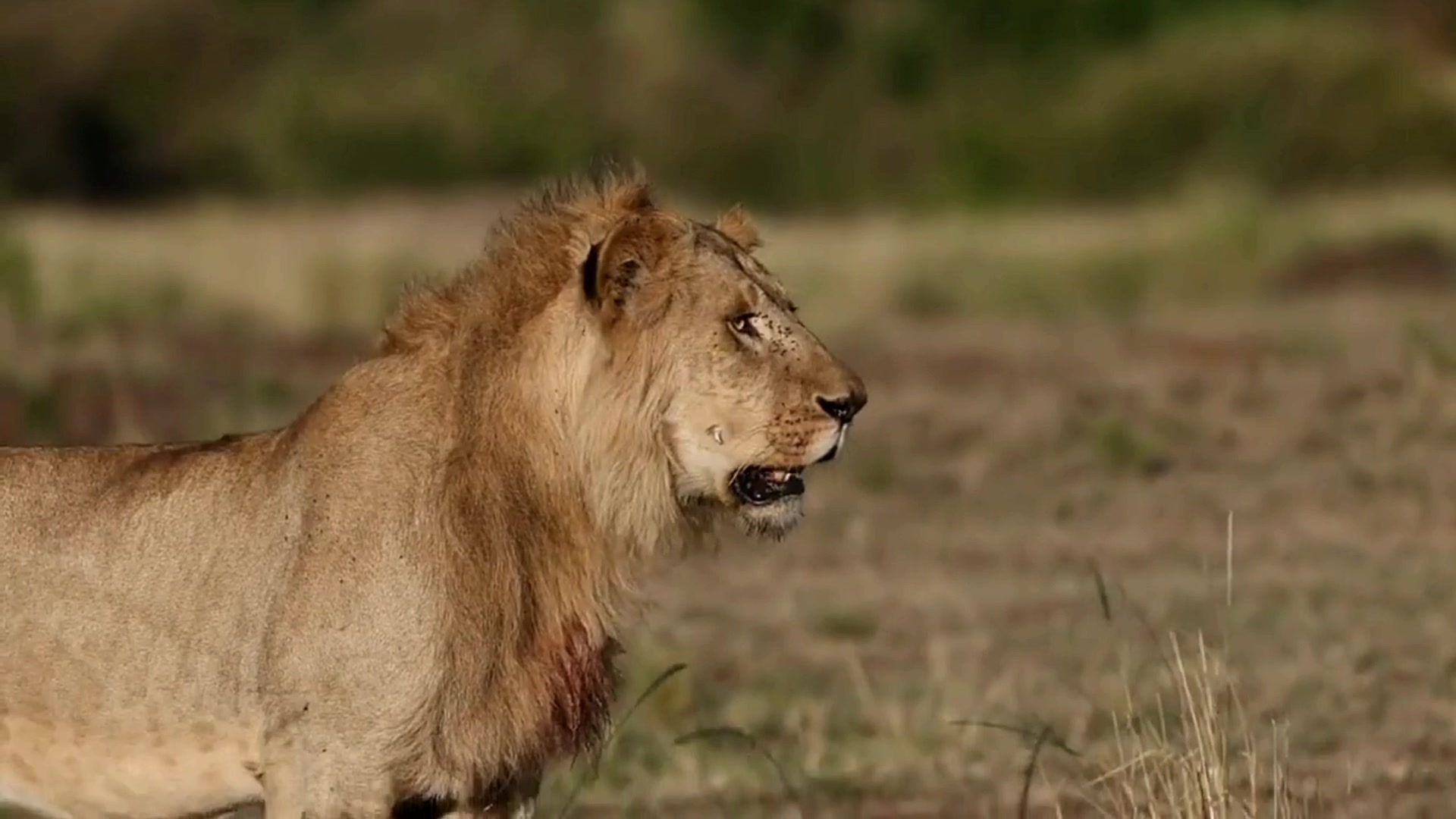 年幼狮子跟狮群去狩猎捕食,不料被两头流浪雄狮杀死_哔哩哔哩 (゜-゜)