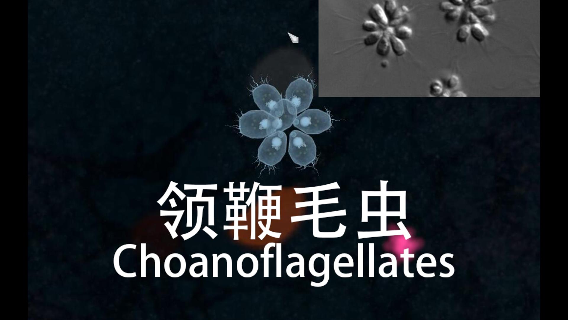 【thrive繁盛生命】领鞭毛虫,集群生活与狩猎,向多细胞发展,踩点混剪