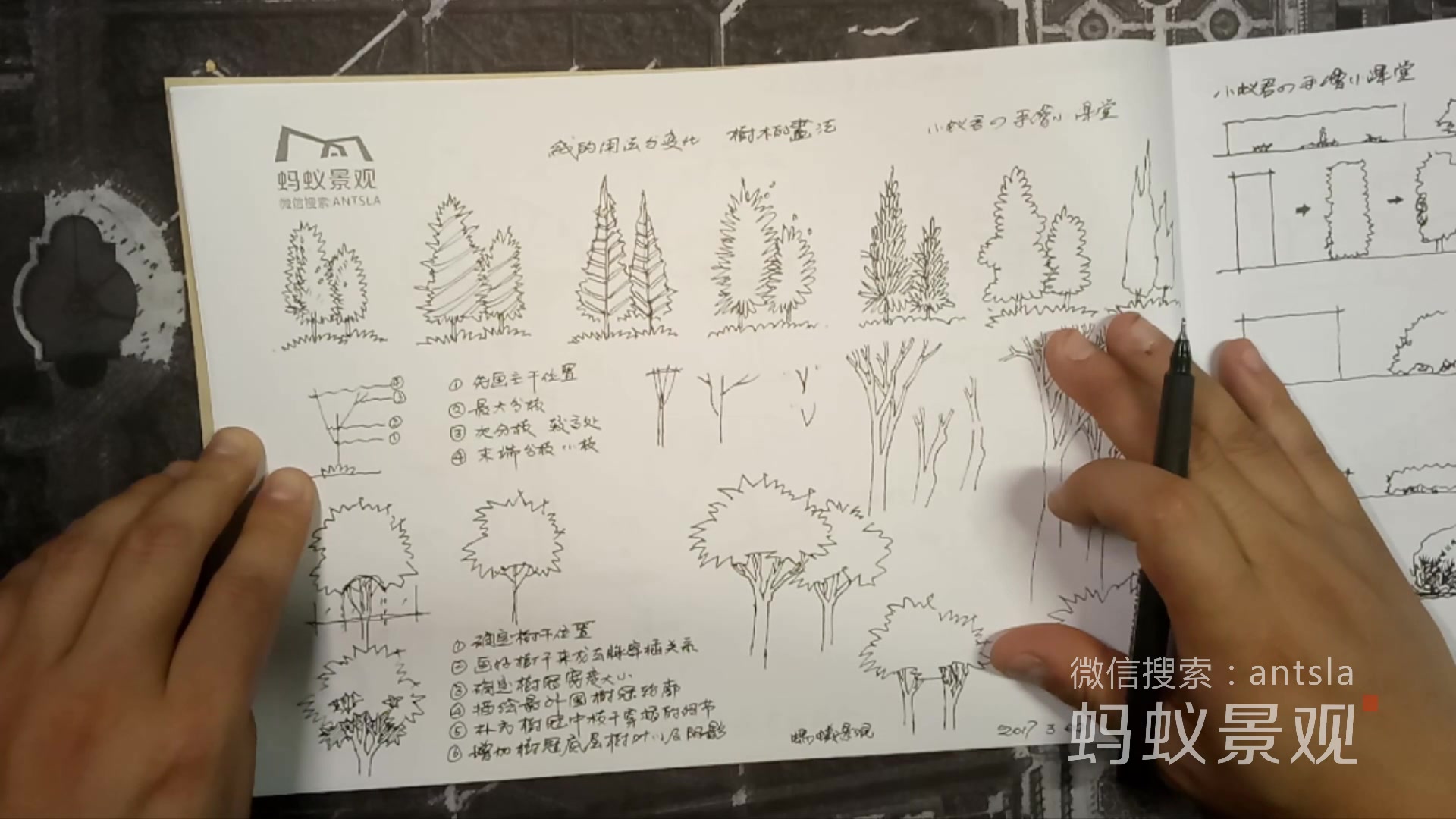 【手绘快题】树干的终级画法·上篇「蚂蚁景观」