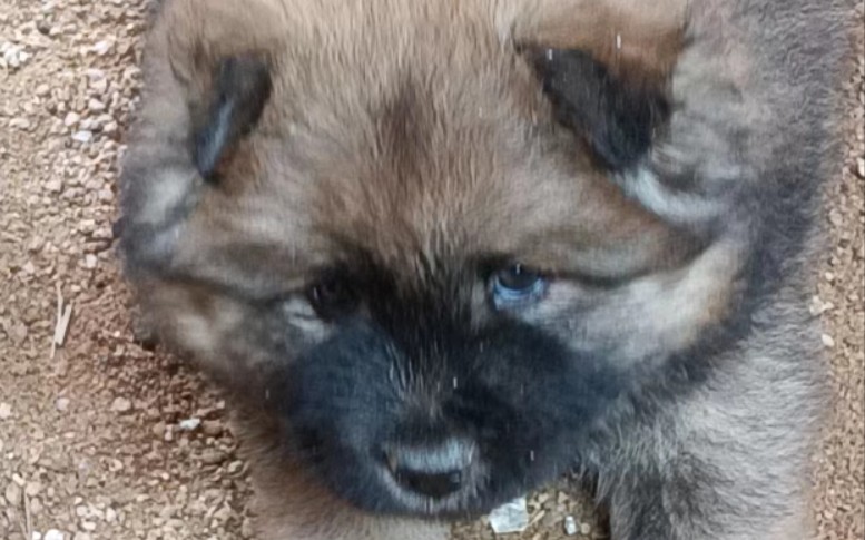 家有一熊,生意兴隆!广东熊狗(土松犬)