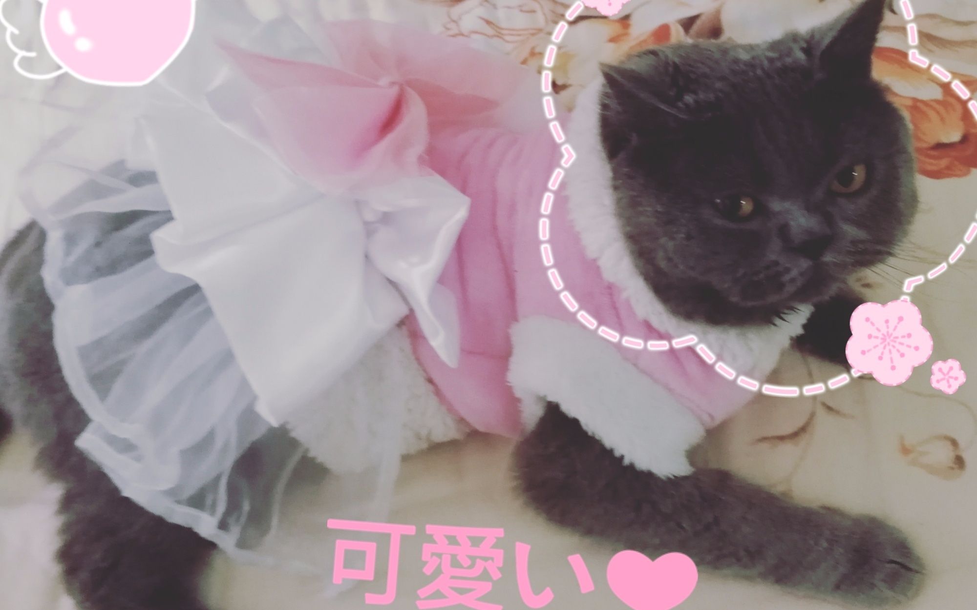 【猫咪衣服】nineteen系列之一,没有什么是比给主子做衣服更开心的事啦.哔哩哔哩bilibili