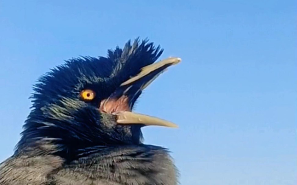 八哥小鸟闹新春 群主哇快发红包 哈哈